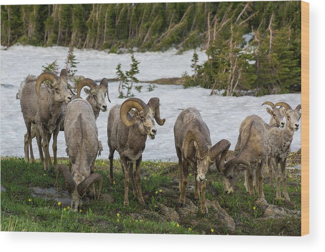 Bighorn Sheep Herd Wood Print featuring the photograph Bighorn Sheep Herd by Donald Pash
