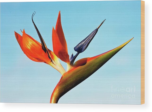 Bird Of Paradise Wood Print featuring the photograph Bird Of Paradise (strelitzia Sp.) Flower #1 by Ian Gowland/science Photo Library