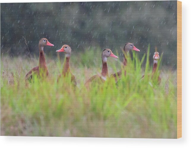 Aransas County Wood Print featuring the photograph Black-bellied Whistling Duck In Flight #1 by Larry Ditto