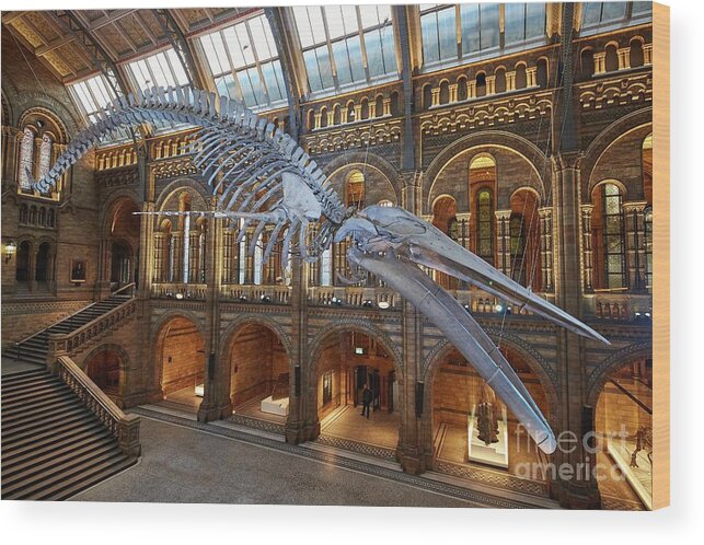 Blue Whale Wood Print featuring the photograph Blue Whale 'hope' In Natural History Museum's Hintze Hall #1 by Natural History Museum, London/science Photo Library