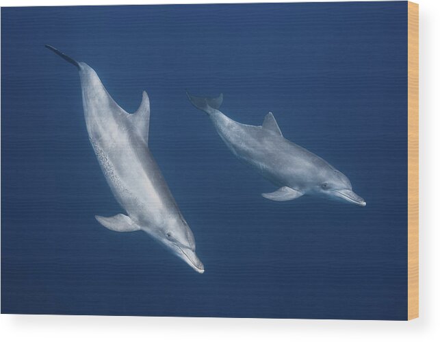 Dolphin Wood Print featuring the photograph Bottlenose Dolphins #1 by Barathieu Gabriel