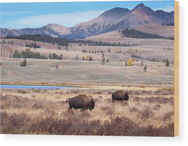 Scenics Wood Print featuring the photograph Buffalo Or Bison And Wilderness In #1 by Daydreamsgirl