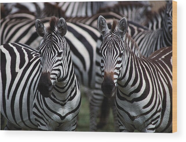 Plains Zebra Wood Print featuring the photograph Burchells Zebras Equus Burchelli #1 by Art Wolfe