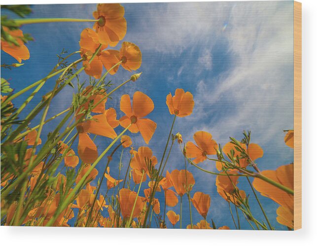 00568175 Wood Print featuring the photograph California Poppies In Spring Bloom, Lake Elsinore, California #1 by Tim Fitzharris