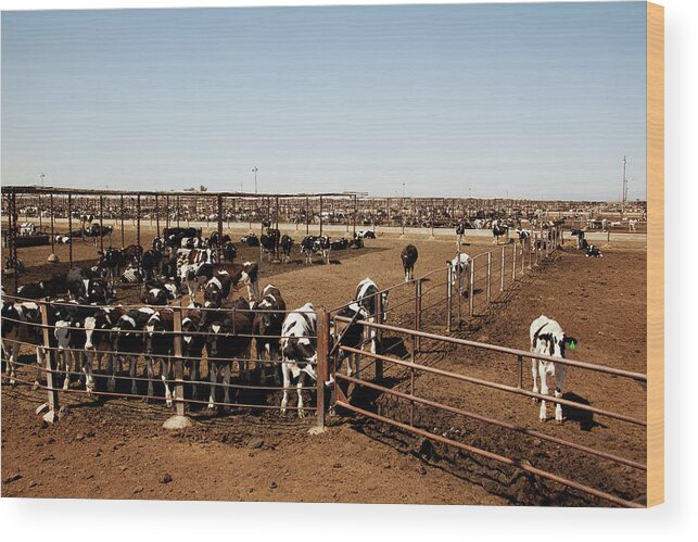 Animal Themes Wood Print featuring the photograph Cattle #1 by Simon Willms