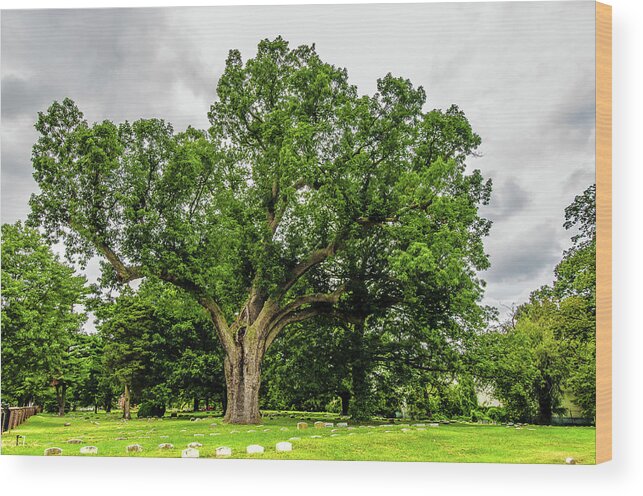 Centennial Oak Wood Print featuring the photograph Centennial Oak, Salem Oak Tree by Louis Dallara