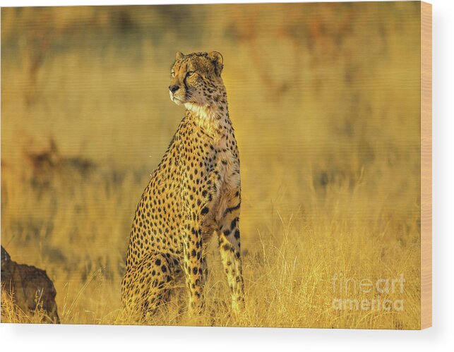 Cheetah Wood Print featuring the photograph Cheetah South Africa #1 by Benny Marty