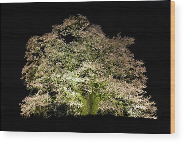 Tranquility Wood Print featuring the photograph Cherry Blossoms At Night #1 by Noriyuki Araki