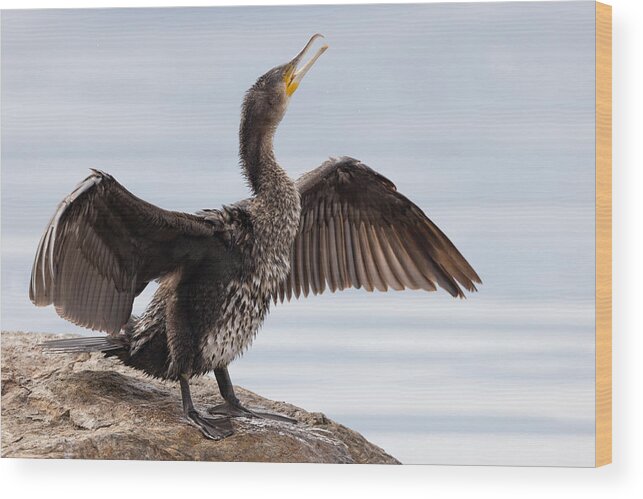 Cormorant Wood Print featuring the photograph Cormorant #1 by Paolo Bolla