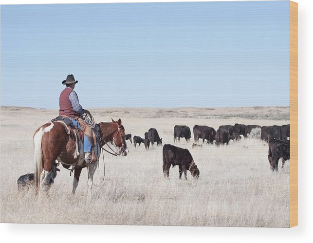 Horse Wood Print featuring the photograph Cowboy Herding Of Angus Cattle On Open #1 by Daydreamsgirl