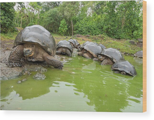 Animal Wood Print featuring the photograph Creep Of Indefatigable Island Tortoises #1 by Tui De Roy