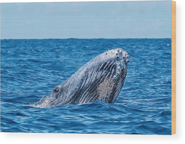 Whale
Ocean
Lagoon
Mayotte
Indian Wood Print featuring the photograph Curious #1 by Serge Melesan