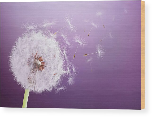Abstract Wood Print featuring the photograph Dandelion Flying #1 by Bess Hamiti