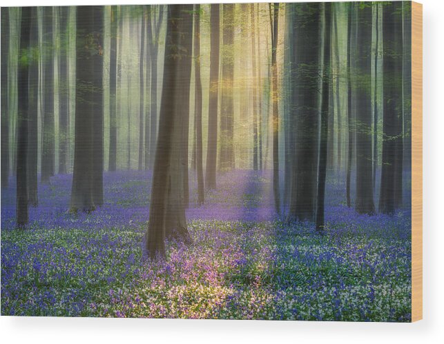 Summer Wood Print featuring the photograph Daydreaming Of Bluebells #1 by Adrian Popan