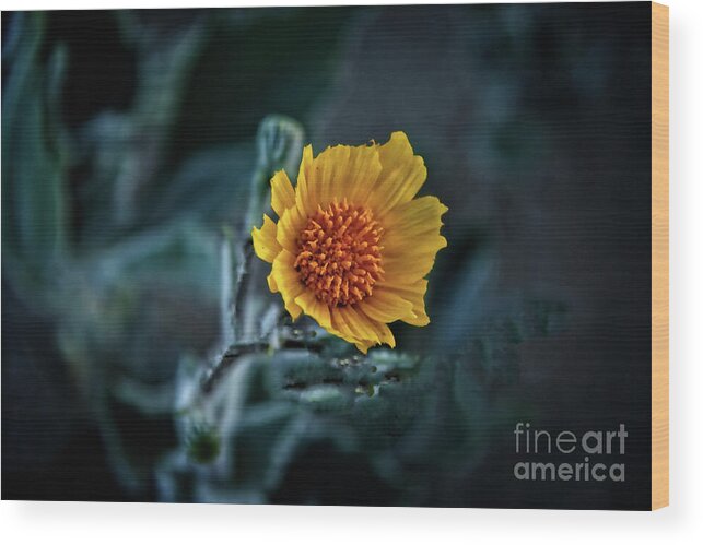 Arizona Wood Print featuring the photograph Desert Sunflower #1 by Robert Bales