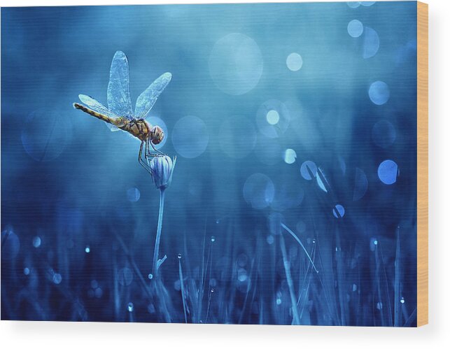 Dragonfly Wood Print featuring the photograph Dragonfly #1 by Ridho Arifuddin