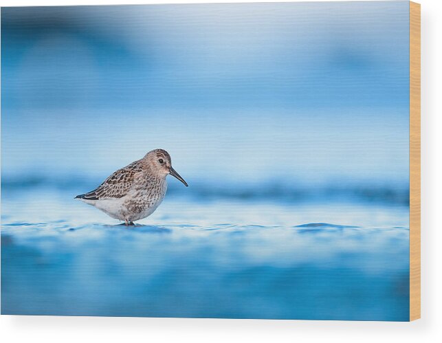 Dunlin Wood Print featuring the photograph Dunlin During Autumn Migration #1 by Magnus Renmyr