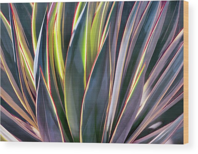 Agave Wood Print featuring the photograph Edged in Light by Leda Robertson