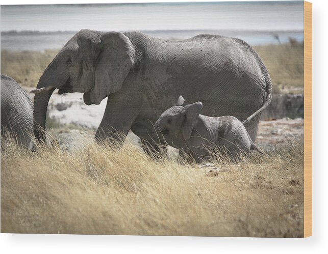 Grass Wood Print featuring the photograph Elephant #1 by Romulo Rejon