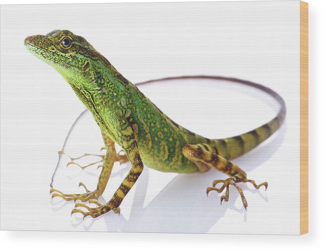 Disk1045 Wood Print featuring the photograph Equatorial Anole #1 by James Christensen