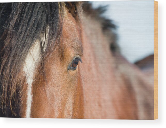 Horse Wood Print featuring the photograph Equine Beauty #1 by Dageldog