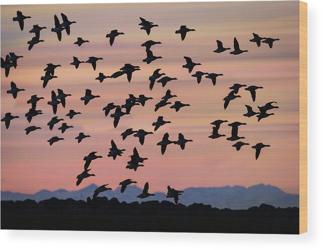 Photography Wood Print featuring the photograph Flock Of Geese Flying At Sunset #1 by Panoramic Images