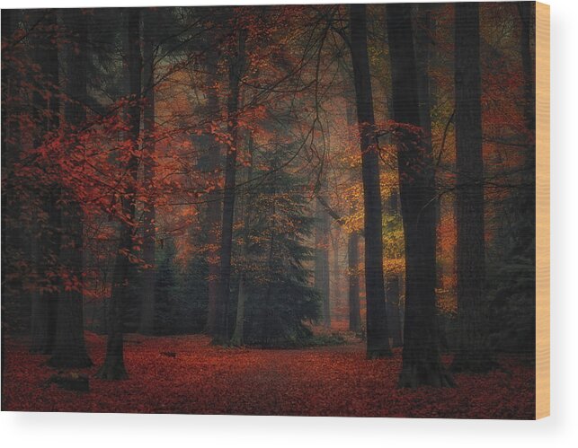 Forest Wood Print featuring the photograph Frozen In Autumn #1 by Saskia Dingemans