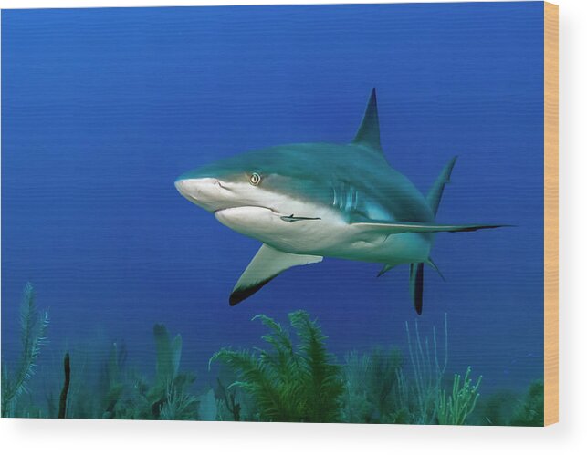 Gardens Of The Queen Wood Print featuring the photograph Gray Reef Shark Carcharhinus #1 by Bruce Shafer
