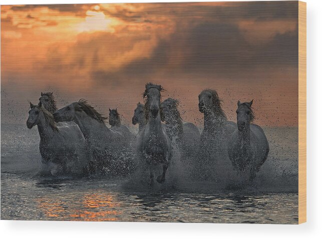 Horses Wood Print featuring the photograph Horses Running Through The Marsh #1 by Xavier Ortega