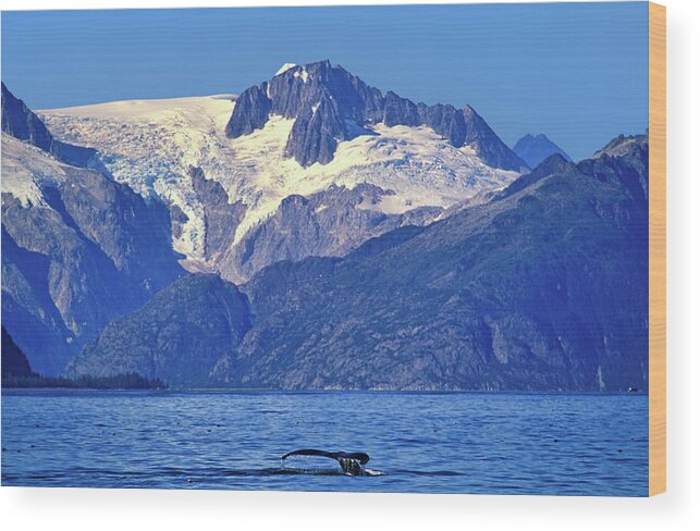 Estock Wood Print featuring the digital art Humpback Whale, Kenai Fjords Np, Alaska #1 by Heeb Photos