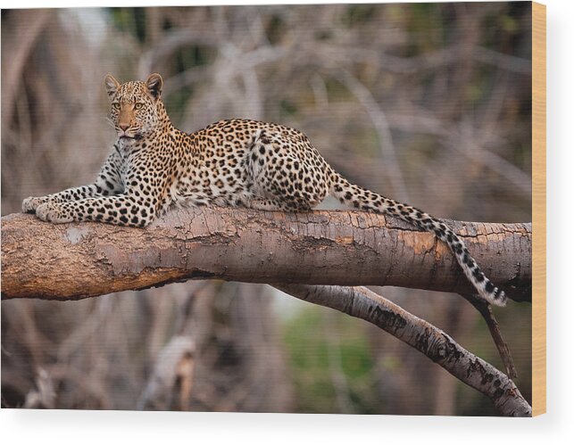 Botswana Wood Print featuring the photograph Leopard, Chobe National Park, Botswana #1 by Mint Images/ Art Wolfe