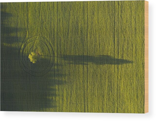 Tree Wood Print featuring the photograph Lonely Tree #1 by Dmitry Doronin