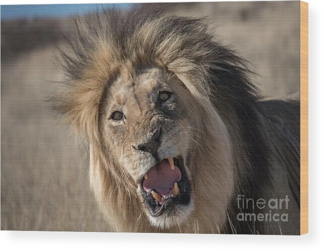 Adult Wood Print featuring the photograph Male Lion Snarling #1 by Tony Camacho/science Photo Library