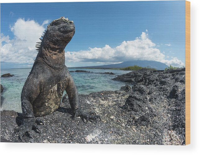 Animals Wood Print featuring the photograph Marine Iguana Basking On Coast by Tui De Roy
