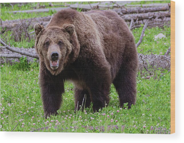 Grizzly Wood Print featuring the photograph Mister Grizzly by Douglas Wielfaert