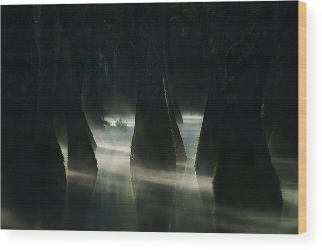Swamp Wood Print featuring the photograph Morning Light #1 by Aidong Ning