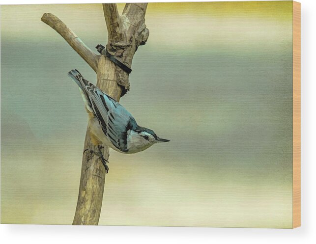 Songbird Wood Print featuring the photograph Nuthatch by Cathy Kovarik