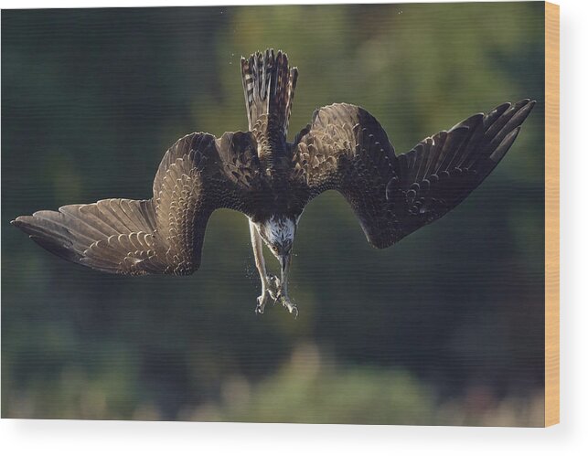 Osprey Wood Print featuring the photograph Ospreys Catch Fish #1 by Johnny Chen