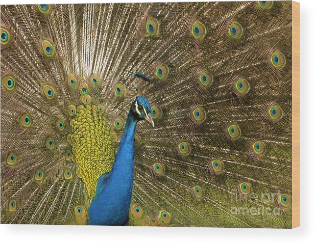 Peafowl, Peacock #1 Ornament by - Bridgeman Prints