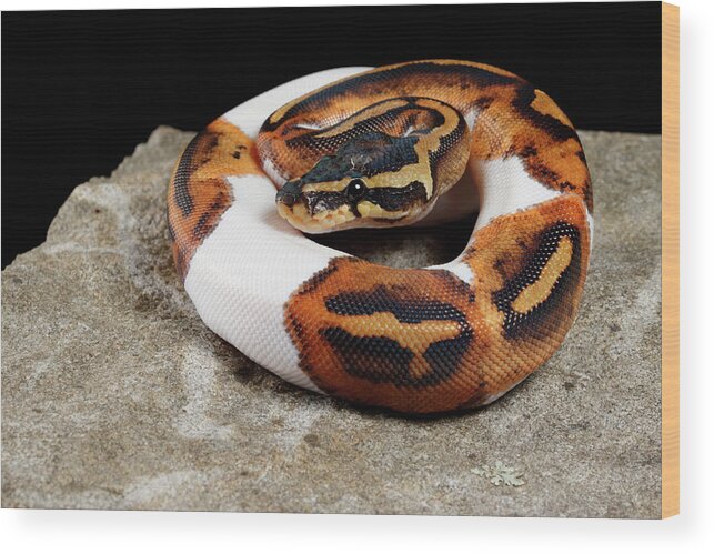 Animal Wood Print featuring the photograph Piebald Ball Python On Rock by David Kenny