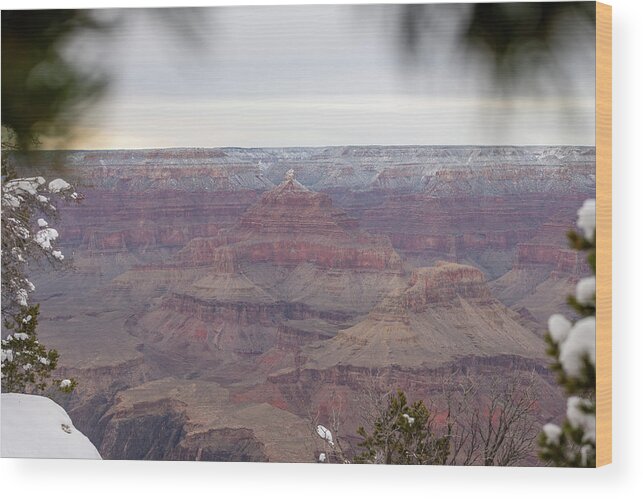 Grand Canyon Wood Print featuring the photograph Pine Tree Framed View Of Snow Covered North Rim Of The Grand Canyon #1 by Cavan Images