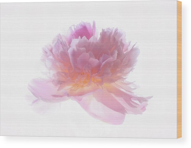 Peony Wood Print featuring the photograph Pink Peony #1 by Philippe Sainte-Laudy