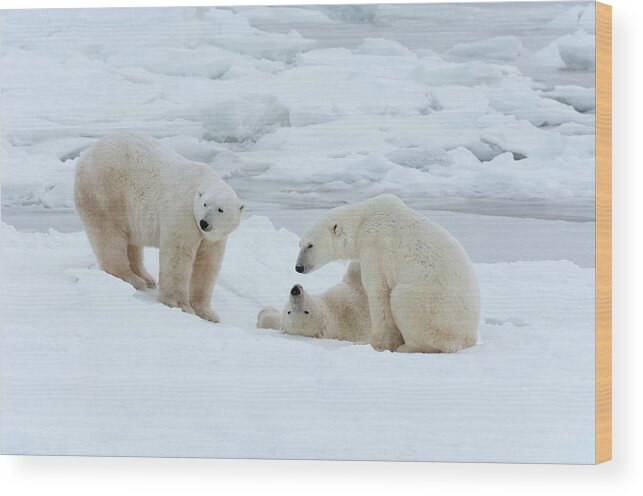 Bear Cub Wood Print featuring the photograph Polar Bears In The Wild. A Powerful by Mint Images - David Schultz
