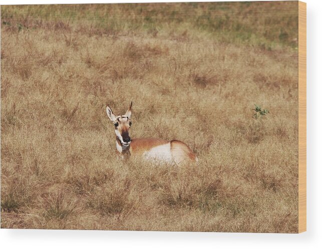 Pronghorn Antelope At Custer State Park Wood Print featuring the photograph Pronghorn Antelope at Custer State Park #1 by Susan Jensen