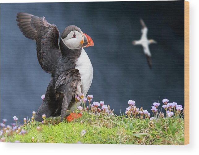 Atlantic Puffin Wood Print featuring the photograph Puffin flapping Wings #1 by Arterra Picture Library