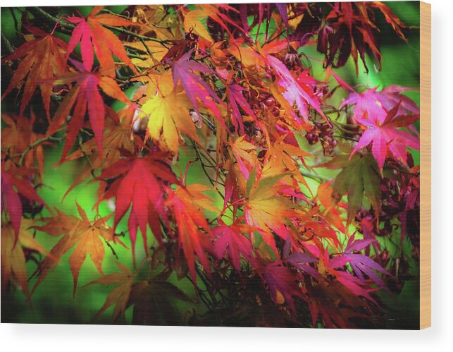 Tree Wood Print featuring the photograph Red and Golden - 3 #1 by Christopher Maxum