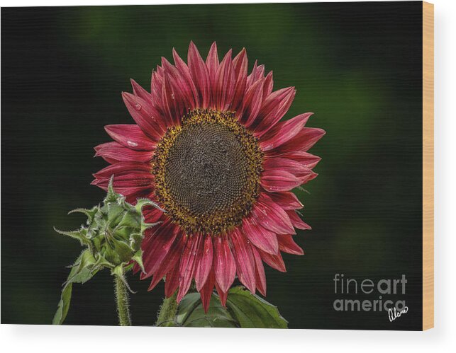 Maine Wood Print featuring the photograph Red Sunflower #1 by Alana Ranney