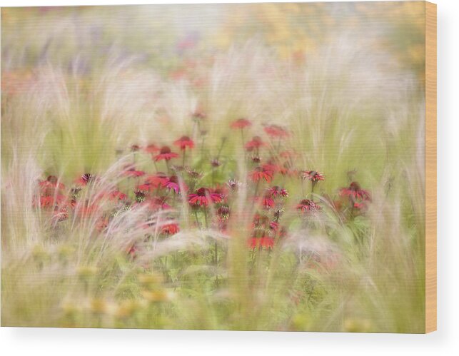 Flowers Wood Print featuring the photograph Rudbeckia #1 by Jacky Parker