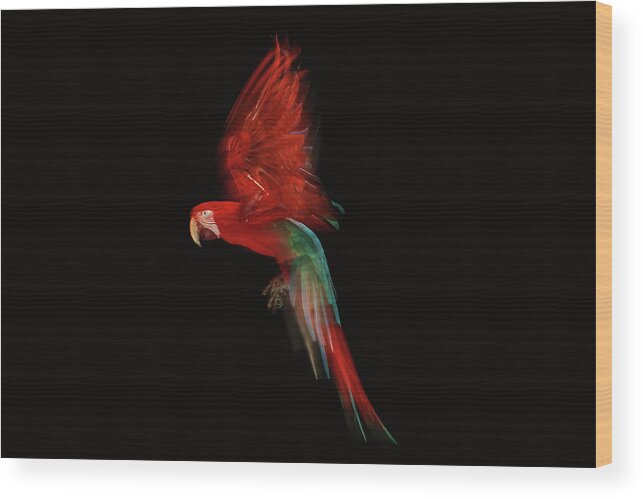Motion Wood Print featuring the photograph Scarlet Macaw Parrot In Flight #1 by Tim Platt