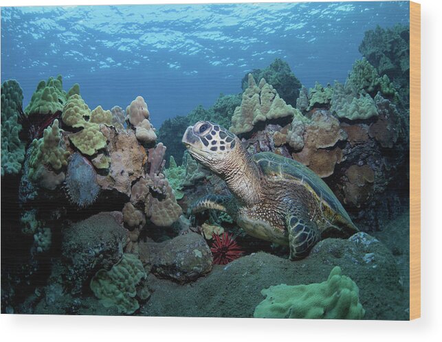 Underwater Wood Print featuring the photograph Sea Turtle #1 by M Swiet Productions
